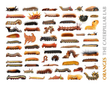 Michigan Caterpillar Identification Chart