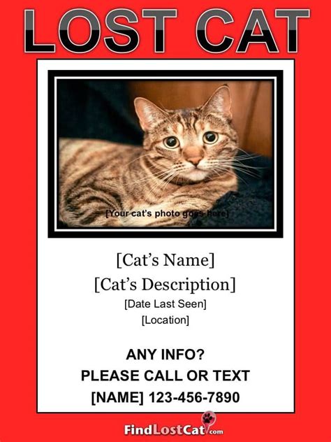 Missing Cat Flyer Template Free