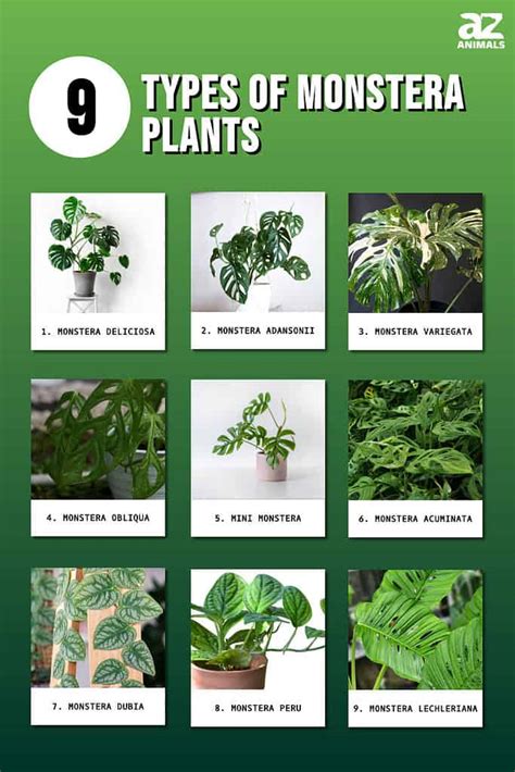 Monstera Varieties Chart