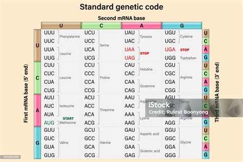 Mrna To Amino Acid Chart