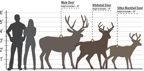 Mule Deer Size Chart