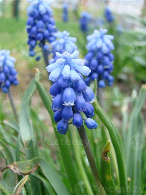 Muscari Request A Free Spring 2013 Catalog Sitelink
