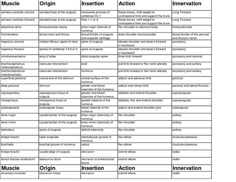 Muscle Origin Insertion Chart