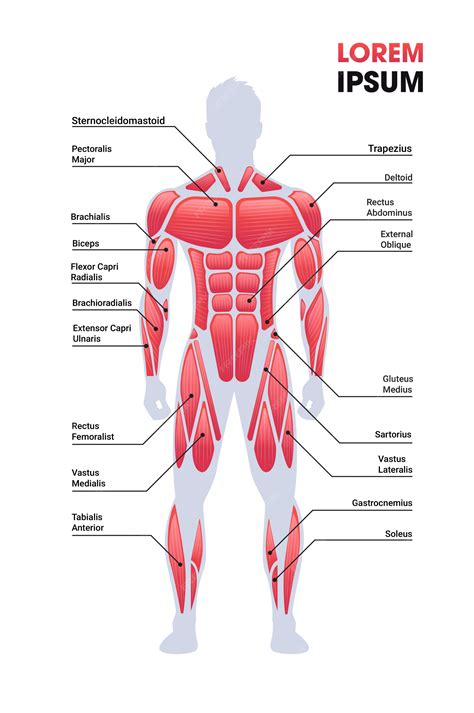 Muscular Body Chart
