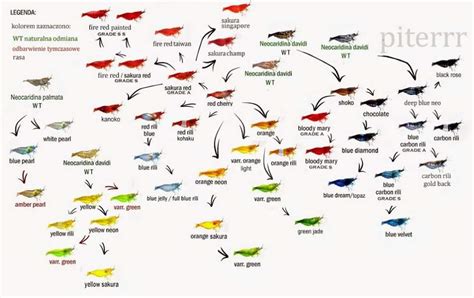 Neocaridina Shrimp Breeding Chart