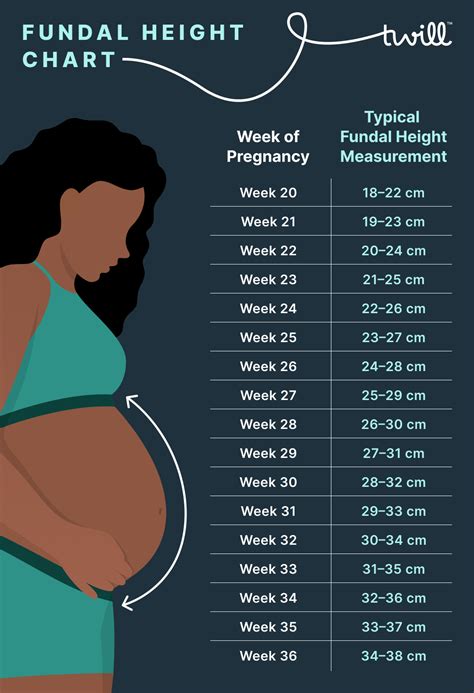 Normal Fundal Height Chart By Week