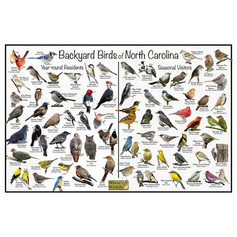 North Carolina Bird Chart