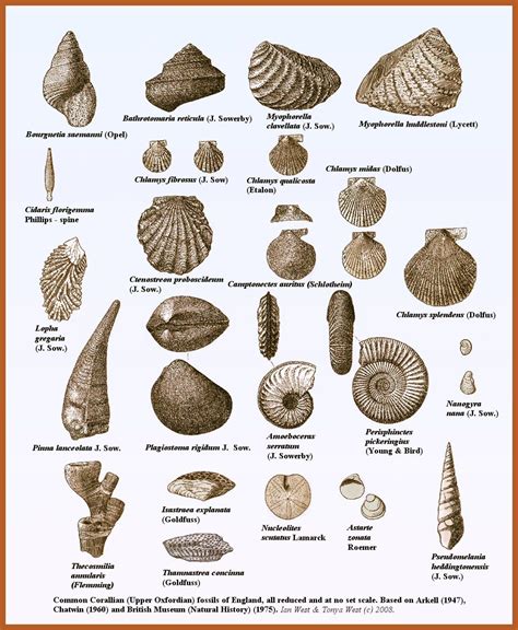 Ohio Fossil Identification Chart
