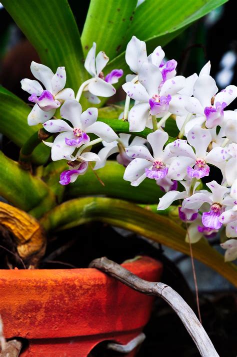 Orchids Of Hawaii Catalog