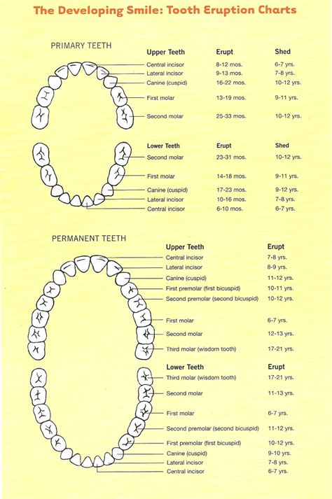 Ortho Teeth Chart