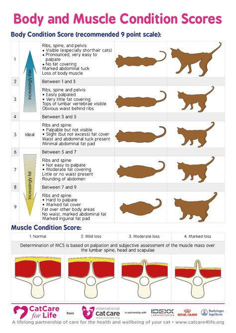 Overweight Cat Chart