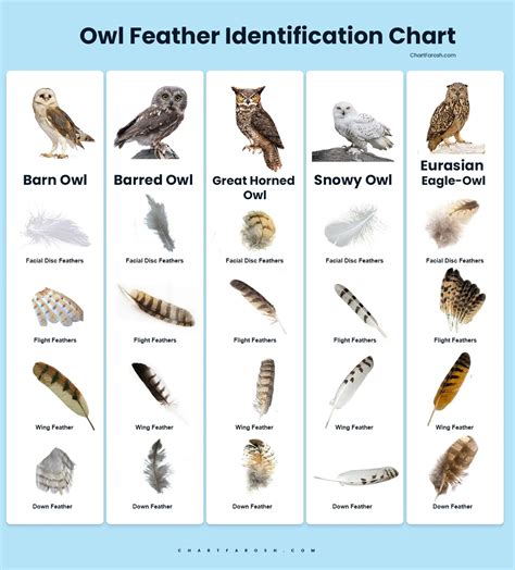 Owl Feather Identification Chart