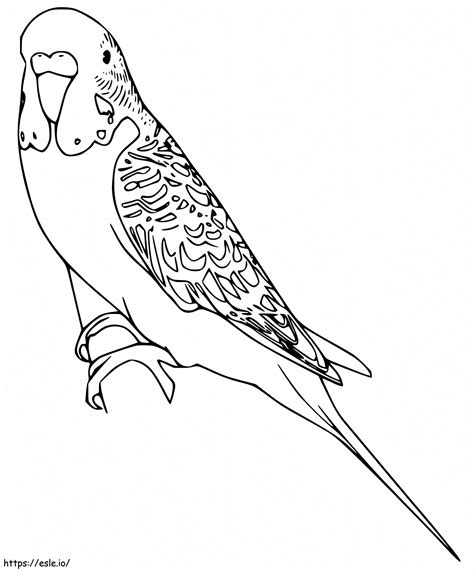 Parakeet Printable