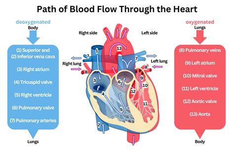 Path Of Blood Through The Heart Diagram Printable