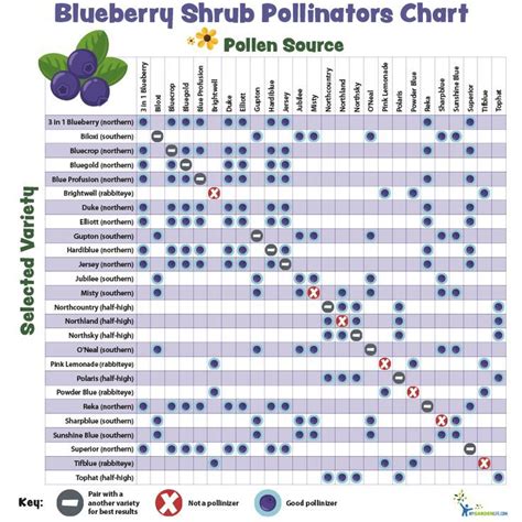 Patriot Blueberry Cross Pollination Chart
