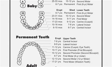 Pediatric Teeth Chart Letters