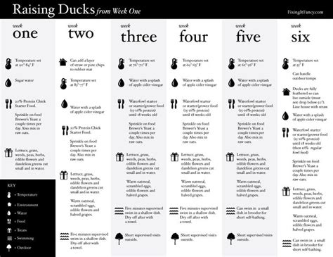 Pekin Duckling Age Chart With Pictures
