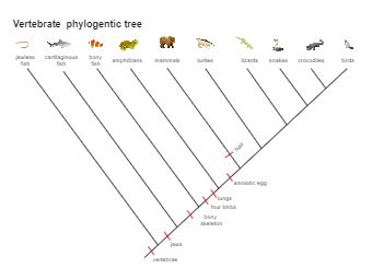 Phylogenetic Tree Template
