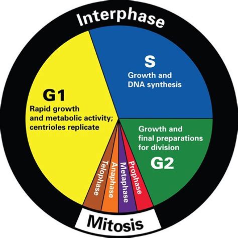 Pie Chart Of Mitosis