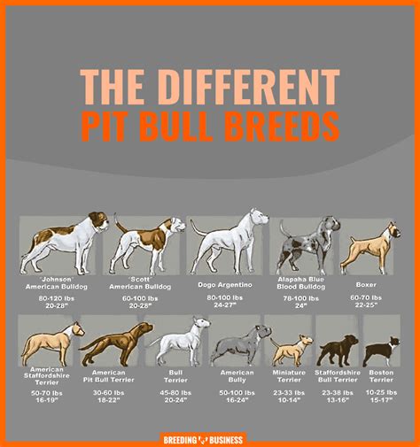 Pitbull Breeding Chart