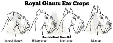 Pitbull Ear Crop Chart