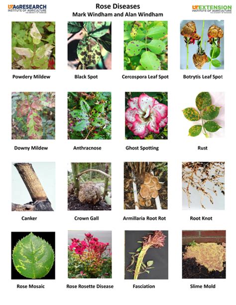 Plant Disease Identification Chart