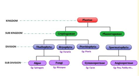 Plant Kingdom Taxonomy Chart