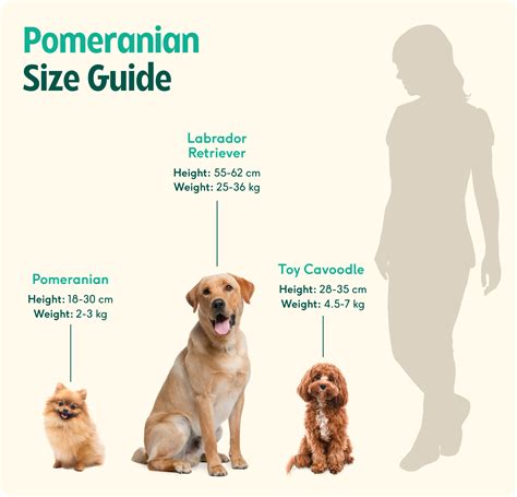 Pomeranian Dog Size Chart