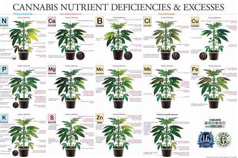 Pot Nutrient Deficiency Chart