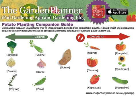 Potato Companion Planting Chart