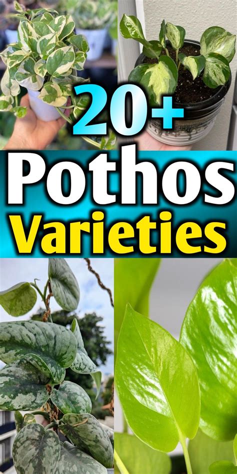 Pothos Types Chart