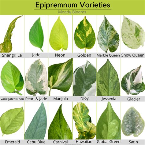 Pothos Varieties Chart