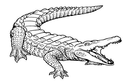 Printable Alligator Coloring Pages