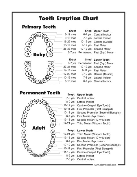 Printable Dental Chart Of Teeth