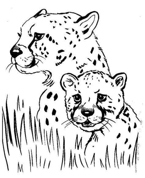 Printable Pictures Of Cheetahs
