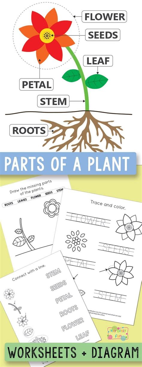 Printable Plant Activities For Preschool