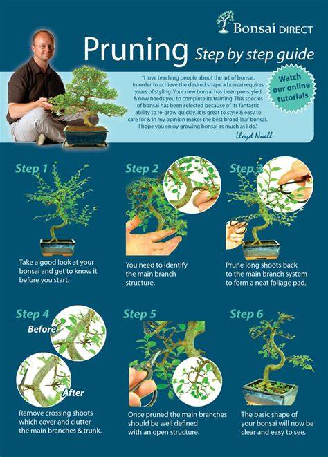 Printable Sprouting And Growing Instructions Of Indoor Bonsai Trees