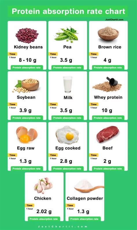 Protein Absorption Rate Chart