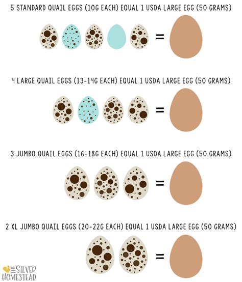 Quail Egg Size Chart