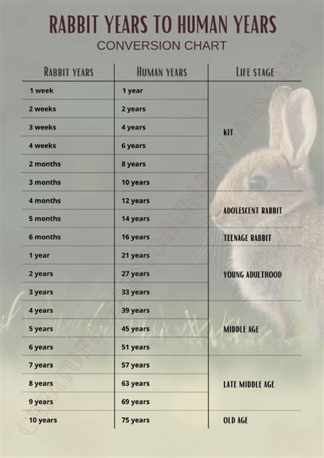 Rabbit Age Size Chart