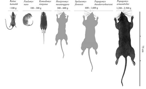 Rat Size Chart