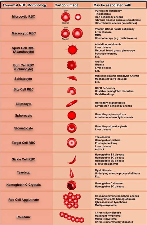 Red Blood Cell Chart