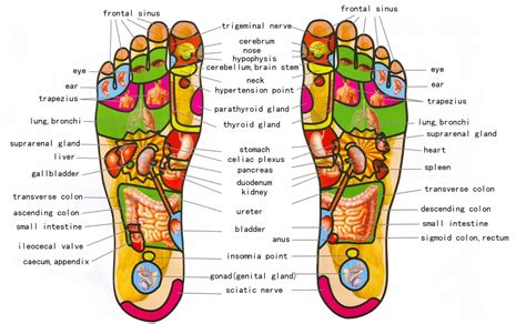 Reflexology Foot Chart Images