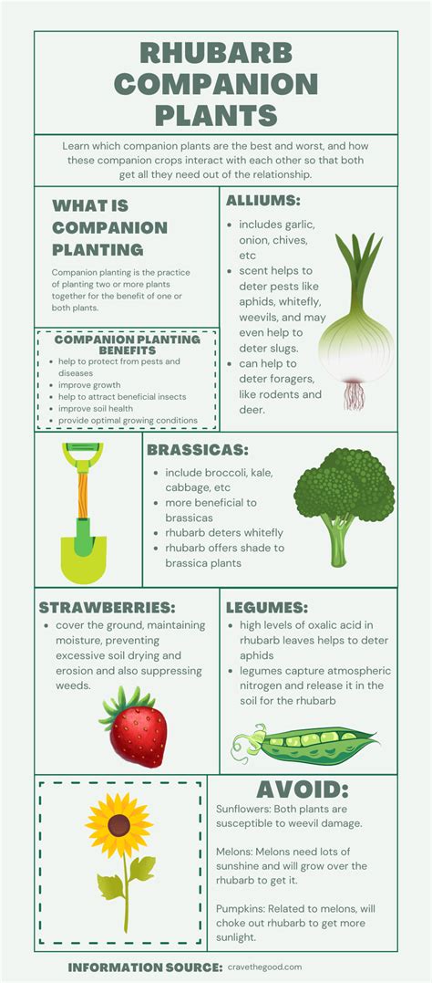 Rhubarb Companion Planting Chart