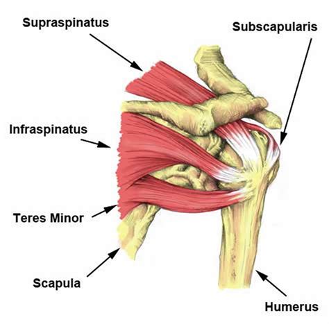 Rotator Cuff Shoulder Pain Diagnosis Chart