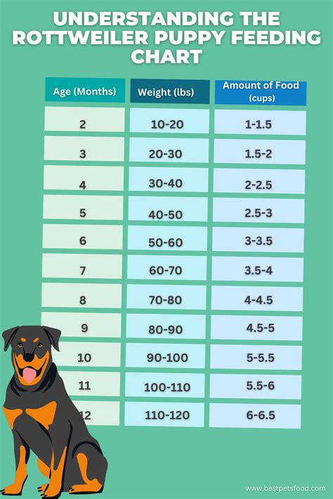 Rottweiler Puppy Feeding Chart