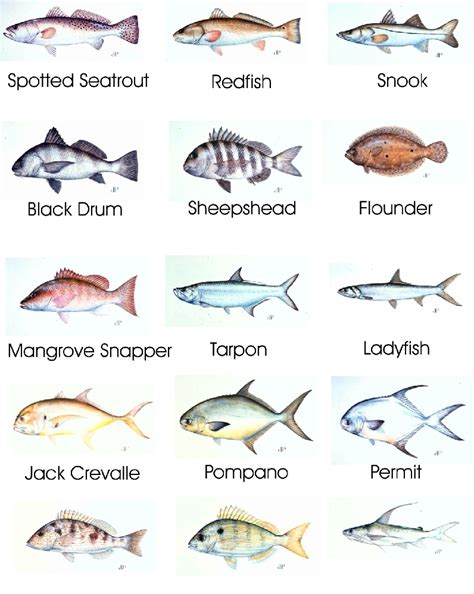 Saltwater Fish Identification Chart