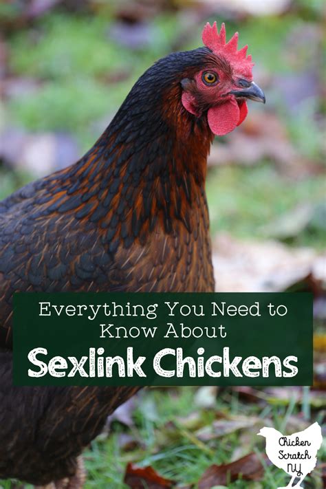 Sexlinks Chickens Colors Chart