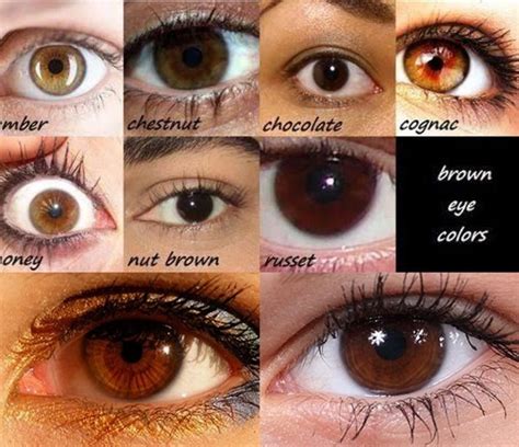 Shades Of Brown Eye Color Chart