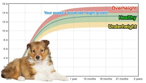 Sheltie Size Chart